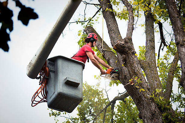 Best Tree Planting  in USA